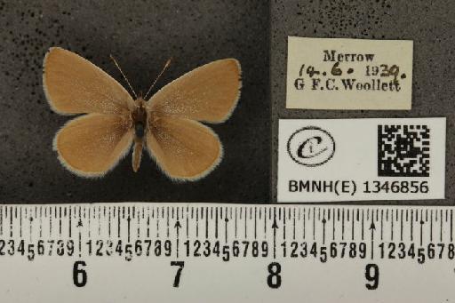 Cupido minimus ab. pallida Tutt, 1896 - BMNHE_1346856_150646