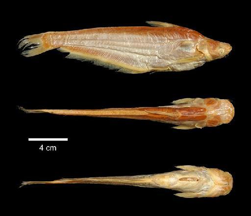 Schilbe intermedius Rüppell, 1832 - 1850.7.29.14; Schilbe intermedius; type; ACSI Project image