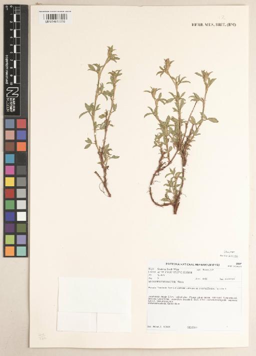 Stylosanthes fruticosa (Retz.) Alston - BM014617319