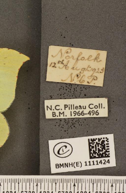 Gonepteryx rhamni rhamni Linnaeus, 1758 - BMNHE_1111424_label_64577