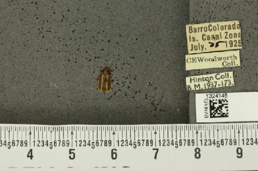 Acalymma venalis (Erichson, 1847) - BMNHE_1324145_20919