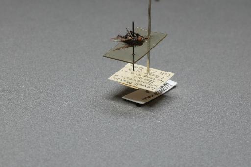 Sarcophaga (Myorhina) villeneuvei Boettcher, 1912 - 015092572_additional_3