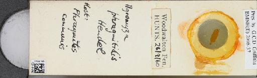 Agromyza phragmitidis Hendel, 1922 - BMNHE_1504108_59251