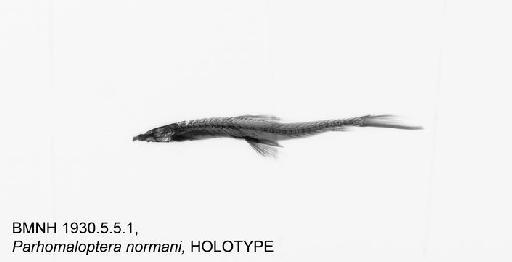 Annamia normani (Hora, 1931) - BMNH 1930.5.5.1, HOLOTYPE, Parhomaloptera normani