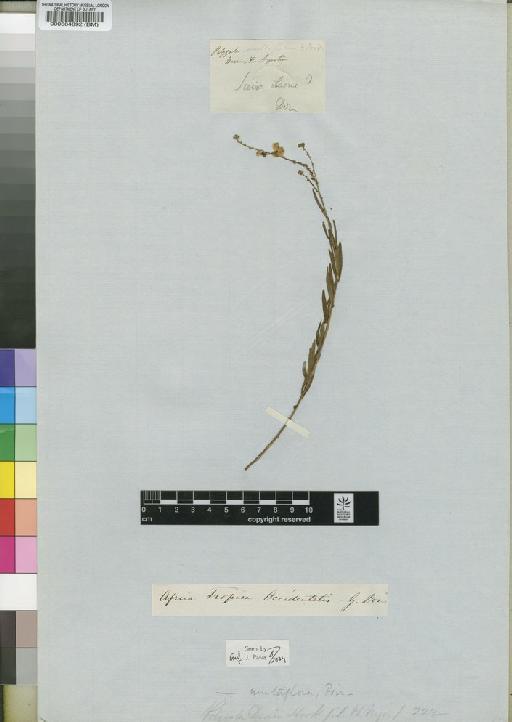 Polygala multiflora Poir. - BM000564892