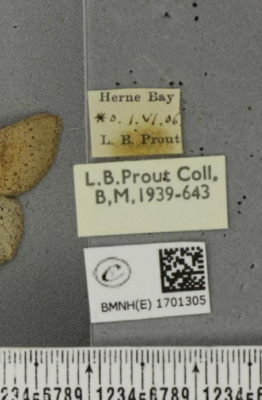 Cyclophora porata (Linnaeus, 1767) - BMNHE_1701305_label_275319