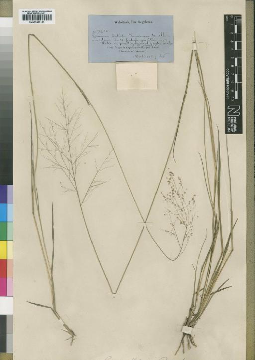 Panicum brazzavillense Franch. - BM000923100