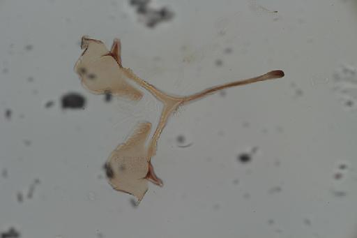 Simulium (Trichodagmia) scutistriatum species group Orbitale Lutz, 1909 - 010195917_Simulium_Trichodagmia_scutristriatum_gential fork