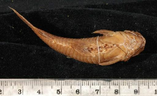 Callichthys pectoralis Boulenger, 1895 - 1895.5.17.57-61d; Callichthys pectoralis; ventral view; ACSI Project image