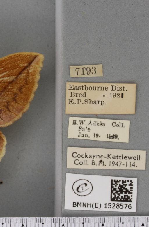 Euthrix potatoria ab. obscura Closs, 1920 - BMNHE_1528576_label_197087
