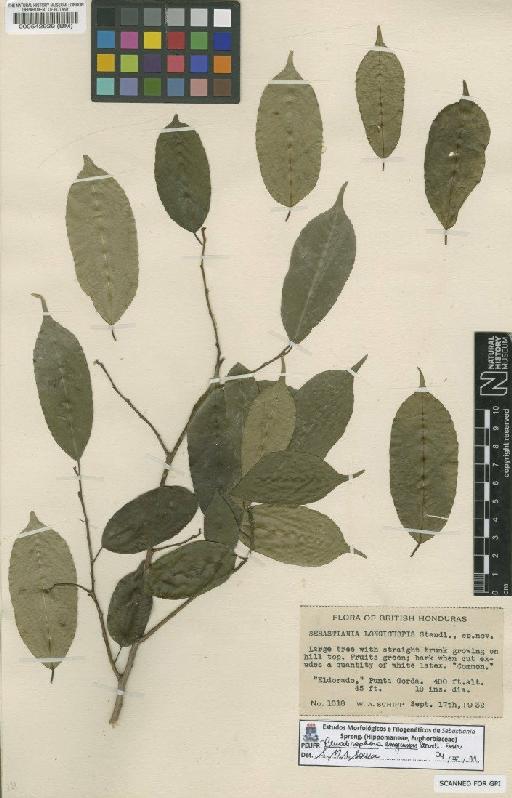 Sebastiania longicuspis Standl. - BM000542929