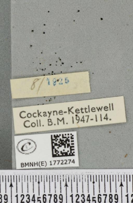 Dysstroma citrata citrata ab. strigulata Fabricius, 1794 - BMNHE_1772274_a_label_352438