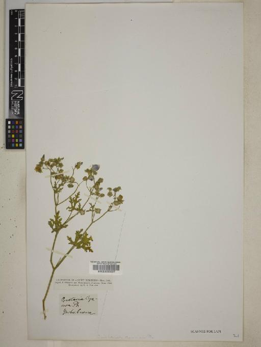 Cristaria cyanea Philippi - BM000603897