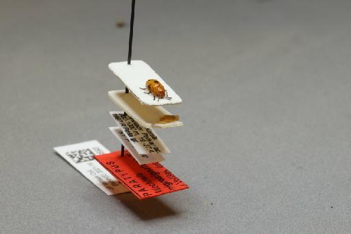 Miochirella nigrosignata Voříšek, (MS) - 014979593_additional_4