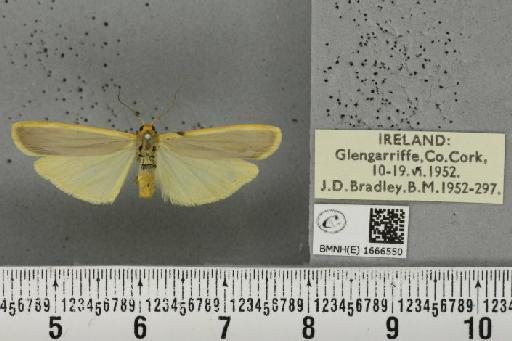 Eilema complana (Linnaeus, 1758) - BMNHE_1666550_288880