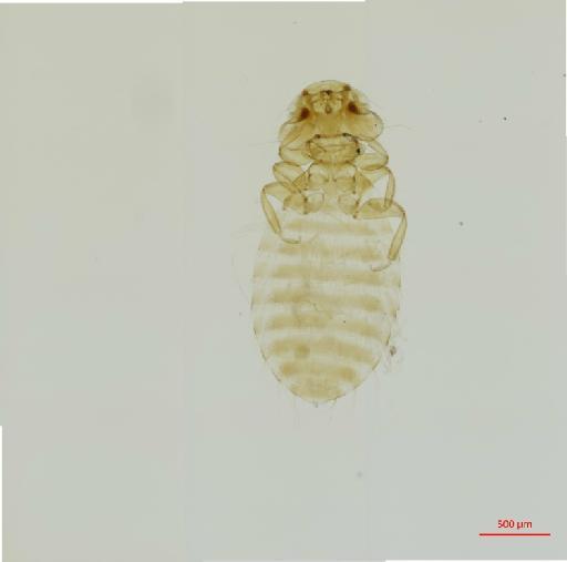 Kurodaia longipes Giebel, 1874 - 010657758__2017_07_24-Scene-1-ScanRegion0