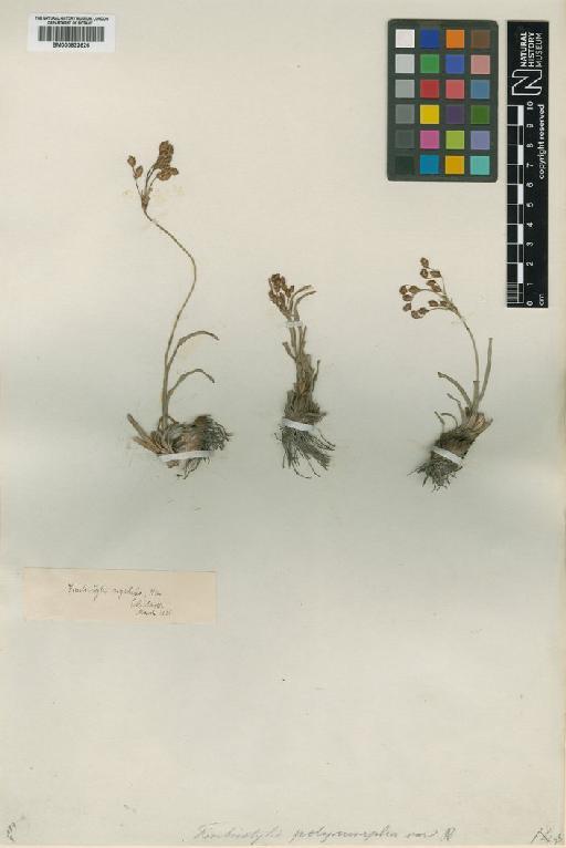 Fimbristylis rigidula Nees - BM000832626_Fimbristylis rigidula