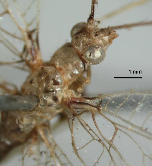 Leucochrysa dolichocera Navás - Allochrysa dolichocera BMNHE 1241761 body right laterodorsal
