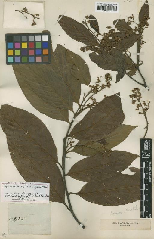 Nectandra acutifolia (Ruiz & Pav.) Mez - BM000947249