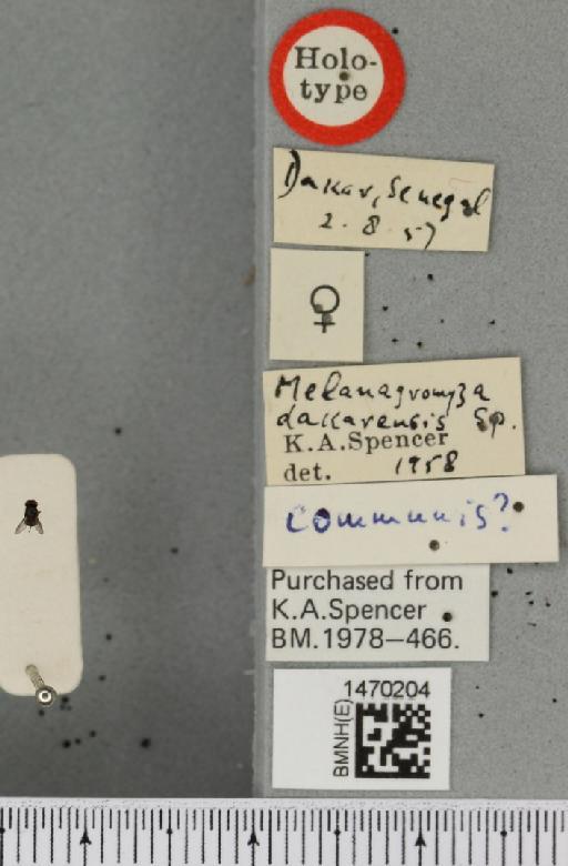 Melanagromyza dakarensis Spencer, 1959 - BMNHE_1470204_label_59976