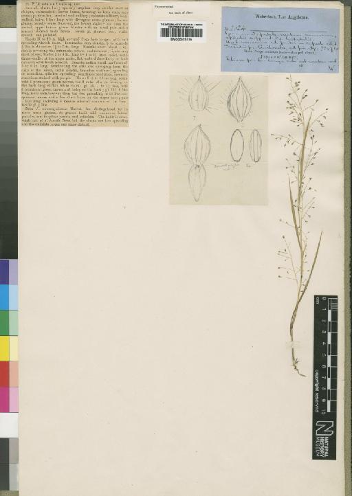 Panicum griffonii Franch. - BM000923119