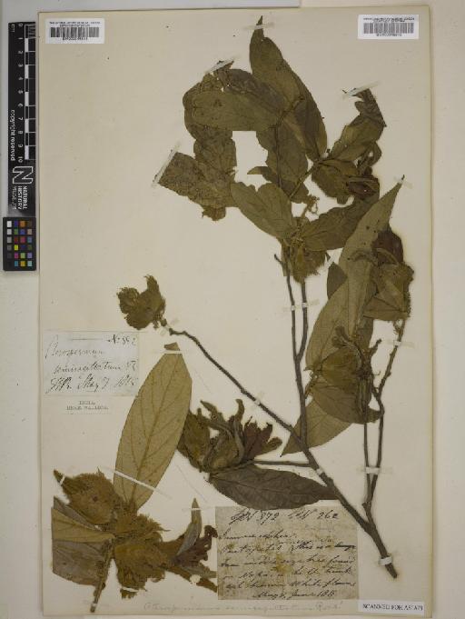 Pterospermum semisagittatum Buch.-Ham. ex Roxb. - BM000946544
