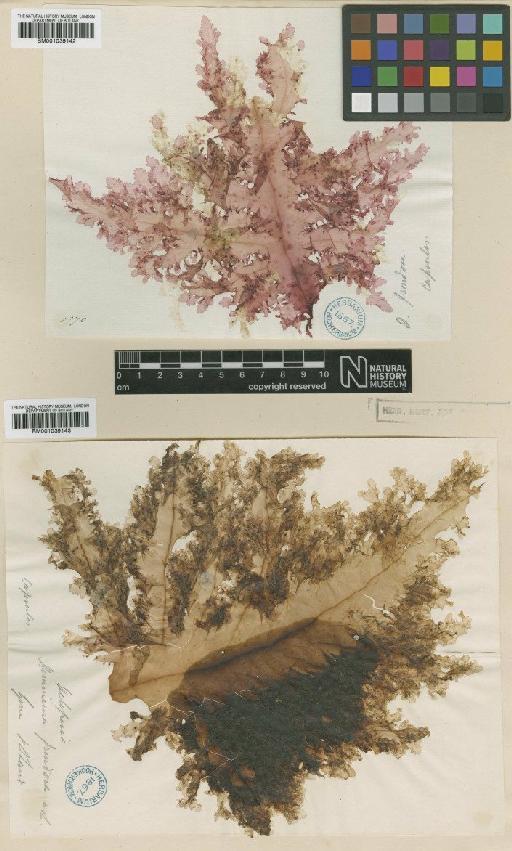 Hemineura frondosa (Hook.f. & Harv.) Harv. - BM001039143