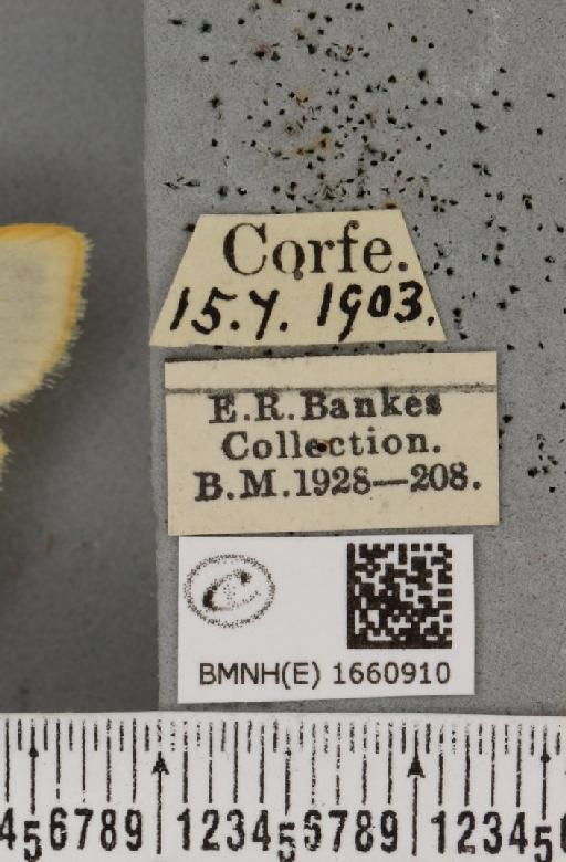 Cybosia mesomella (Linnaeus, 1758) - BMNHE_1660910_label_284593