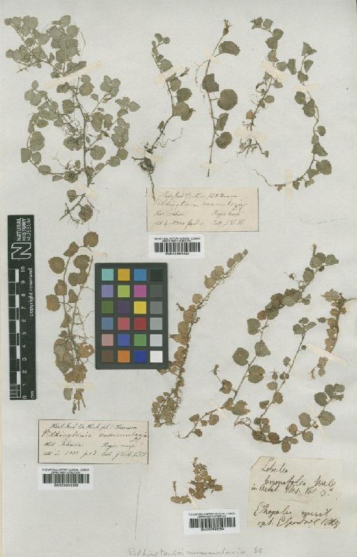 Pratia nummularia (Lam.) A.Braun & Asch. - BM000996393