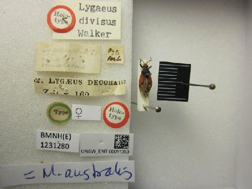 Lygaeus divisus Walker, 1872 - Lygaeus divisus-BMNH(E)1231280-Holotype female dorsal & labels