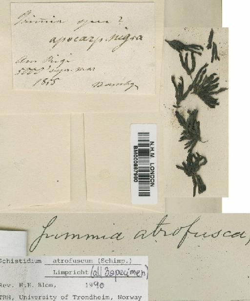 Schistidium atrofuscum (Schimp.) Limpr. - BM000867960