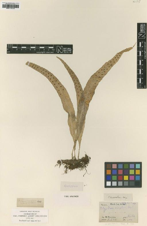 Lepisorus scolopendrium (D.Don ex Buch.-Ham.) Mehra & Bir - BM001038466