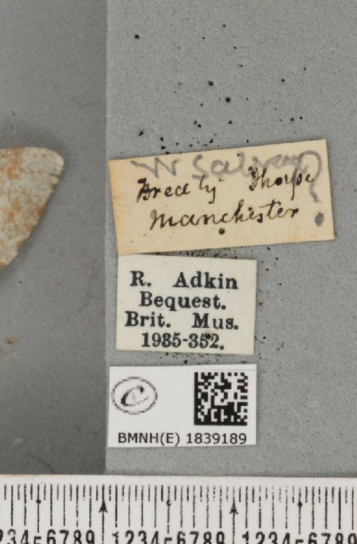 Biston betularia ab. lomasaria Cottam, 1923 - BMNHE_1839189_label_413040