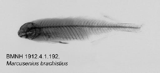Marcusenius brachistius Boulenger, 1909 - BMNH1912.4.1.192, Marcusenius brachistius