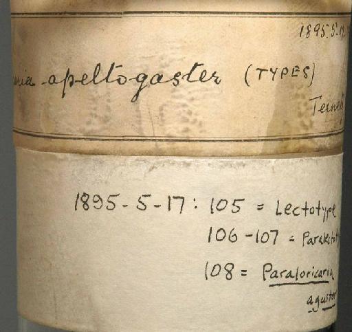 Loricaria apeltogaster Boulenger, 1895 - 1895.5.17.105; Loricaria apeltogaster; image of jar label; ACSI project image