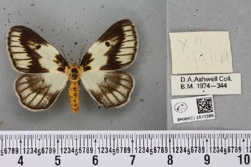 Abraxas grossulariata (Linnaeus, 1758) - BMNHE_1879388_a_437708