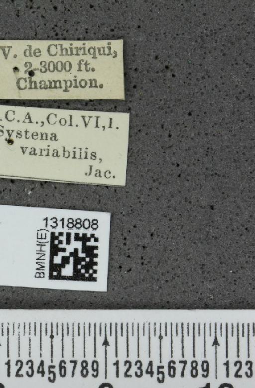 Systena variabilis Jacoby, 1884 - BMNHE_1318808_label_26466