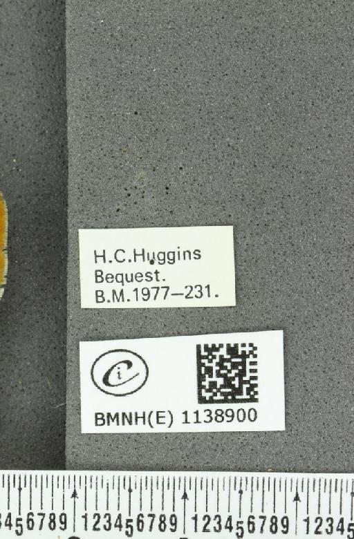 Thecla betulae (Linnaeus, 1758) - BMNHE_1138900_label_95364