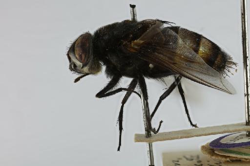 Formodexia volucelloides (Walker, 1861) - Formodexia volucelloides LT lateral