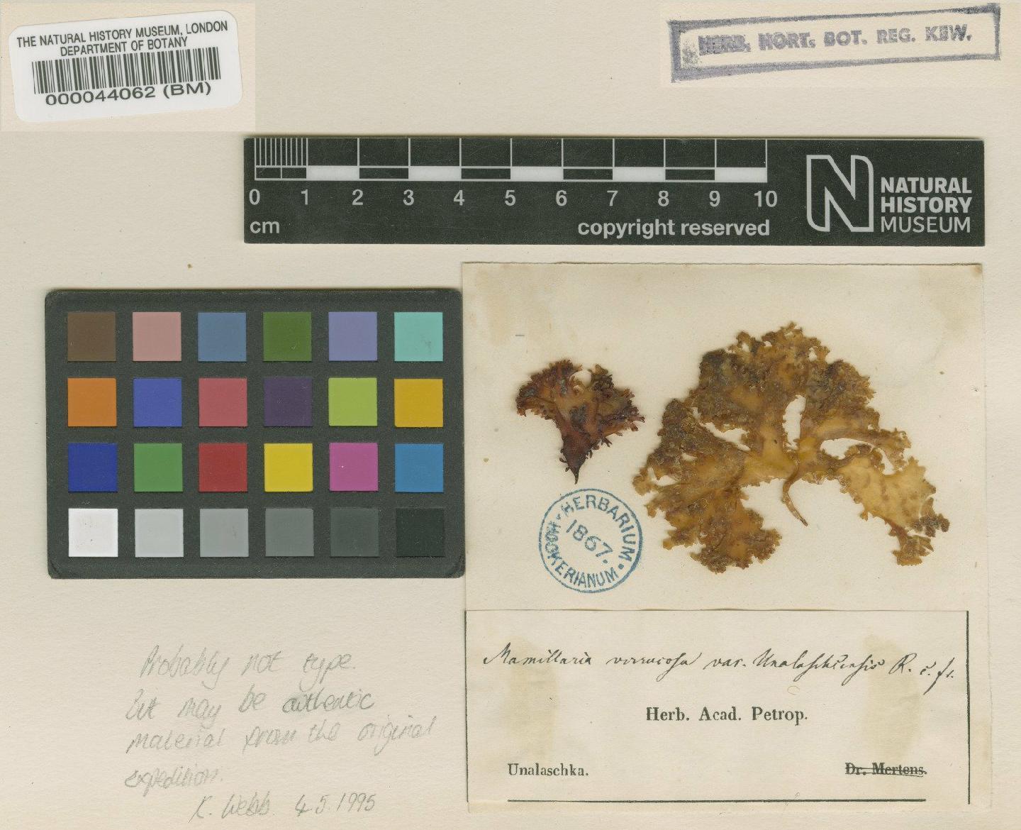 To NHMUK collection (Mastocarpus pacificus (Kjellm.) Perest.; Non-Type; NHMUK:ecatalogue:724142)