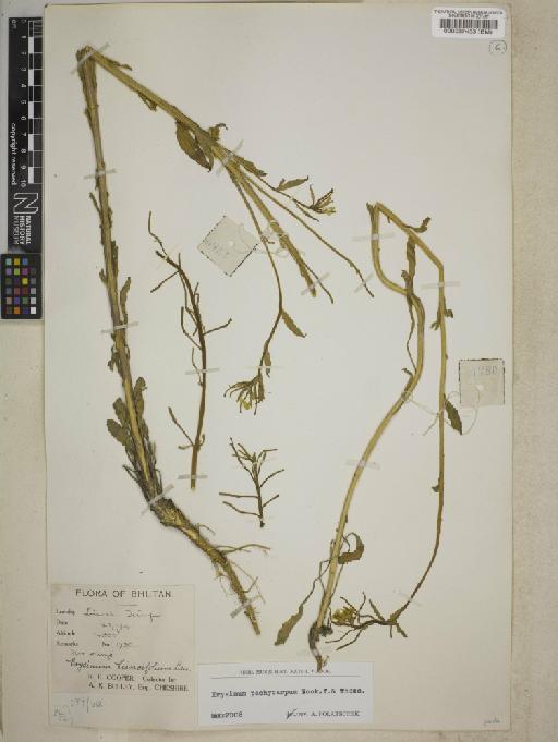 Erysimum pachycarpum Hook.f. & Thomson - BM000537453