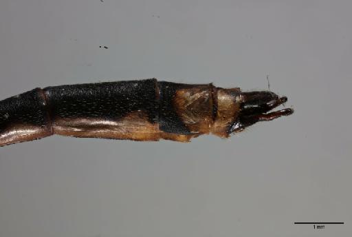 Coeliccia nemoricola Laidlaw, 1912 - 012495738_Coeliccia_nemoricola_primary-genitalia_lateral