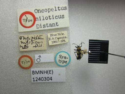 Oncopeltus niloticus Distant, 1918 - Oncopeltus niloticus-BMNH(E)1240304-Syntype male dorsal & labels