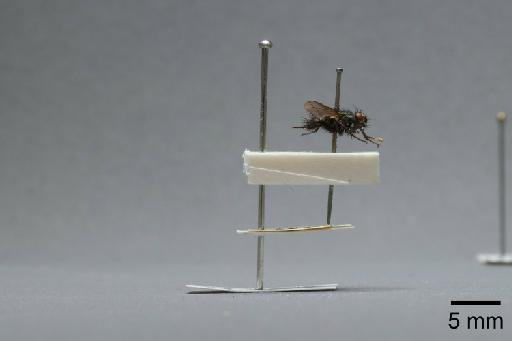 Sarcophaga (Myorhina) nigriventris Meigen, 1826 - 015091841_lateral