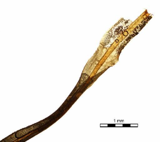 Syrrhopodon japonicus (Besch.) Broth. - Calymperes japonicum_BM000677006 halfwholeleaf2.jpg