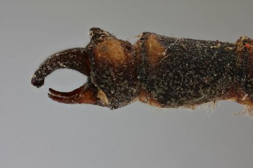 Coryphagrion grandis Morton, 1924 - 010730693_Coryphagrion grandis Allotype anal appendages lateral