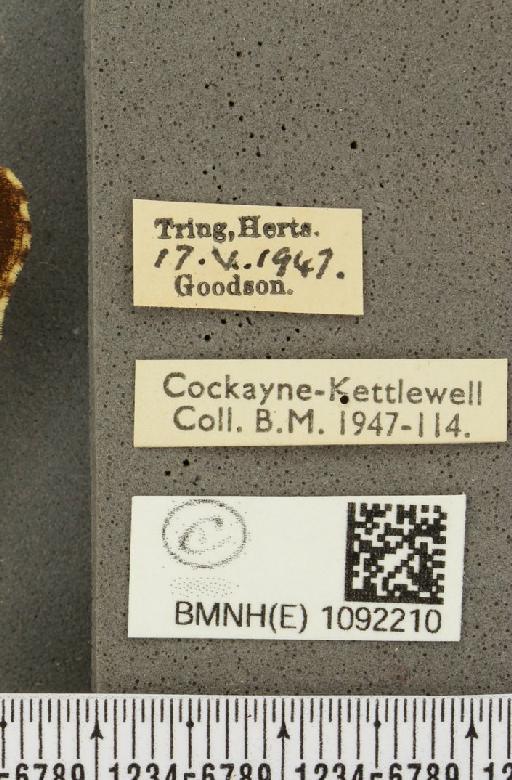 Pararge aegeria tircis (Godart, 1821) - BMNHE_1092210_label_2731
