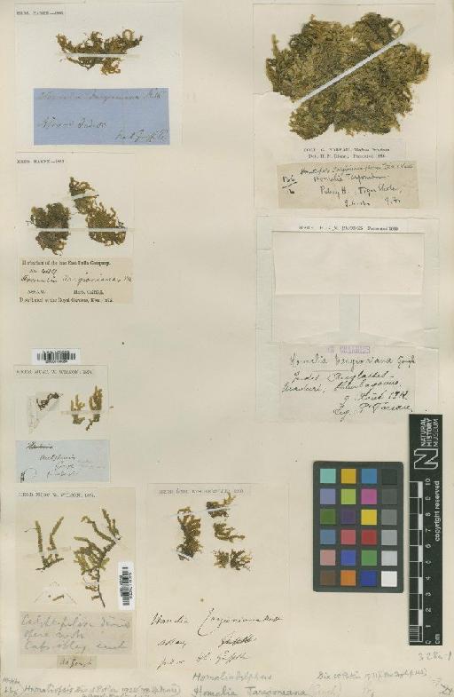 Homaliadelphus targionianus (Mitt.) Dixon & P.de la Varde - BM001108088_a