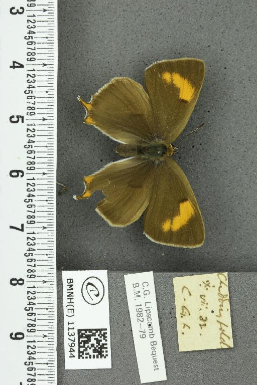 Thecla betulae (Linnaeus, 1758) - BMNHE_1137944_95052