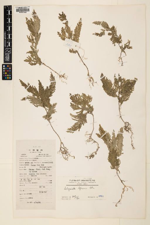 Selaginella biformis A.Braun ex Kuhn - 000779637